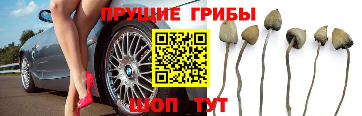 Галлюциногенные грибы Psilocybine cubensis Гуково